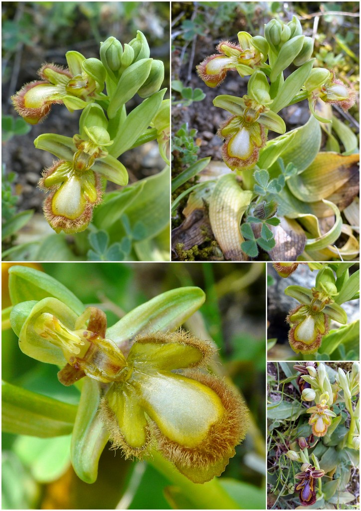 Orchidee in Sardegna, un fine settimana a 78 giri!